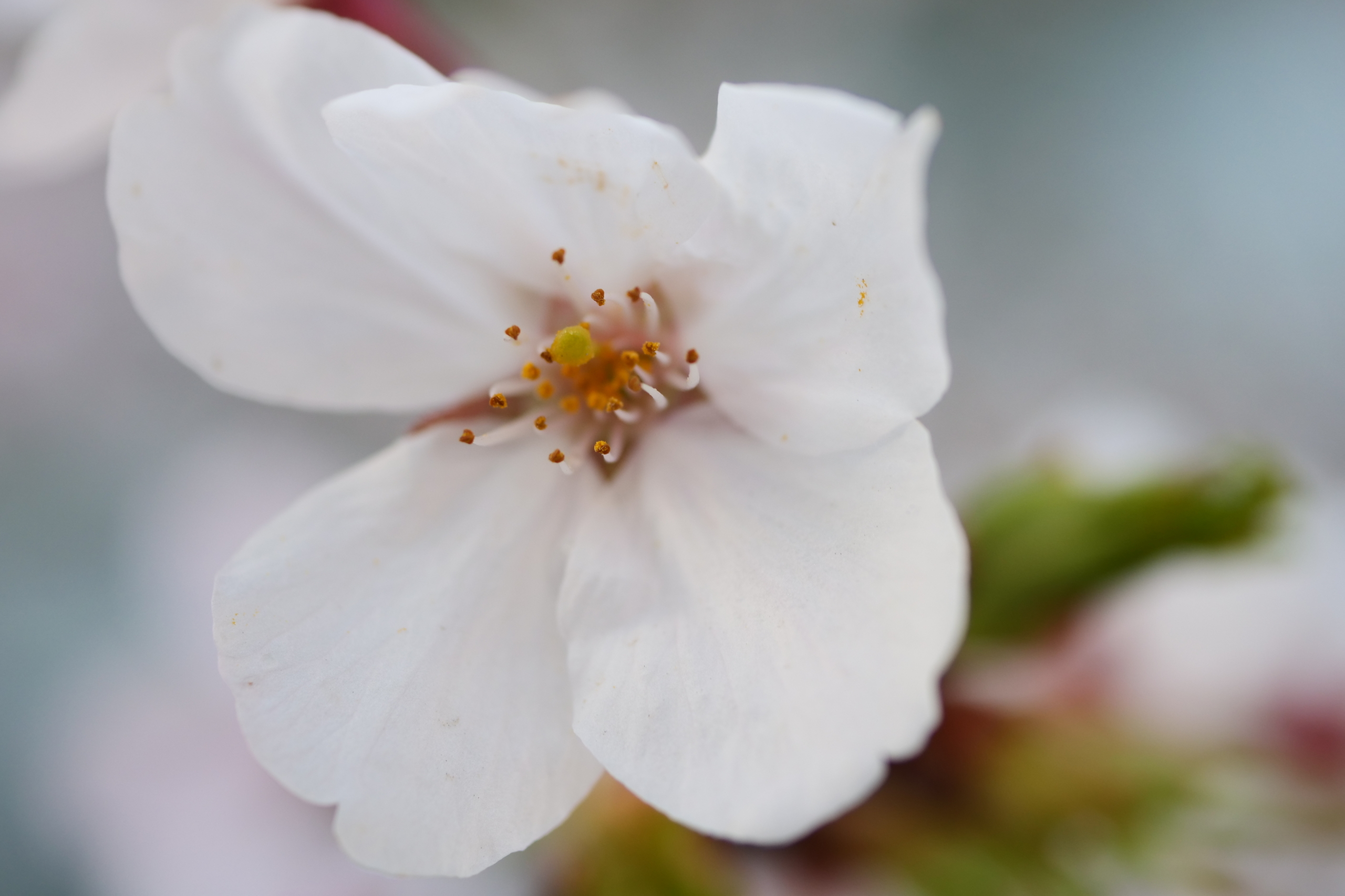 大阪に咲く桜 2025