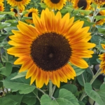 Thumbnail of post image 079